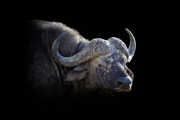 Close View Buffalo Wild Animal Isolated Black Background — Stock Photo, Image