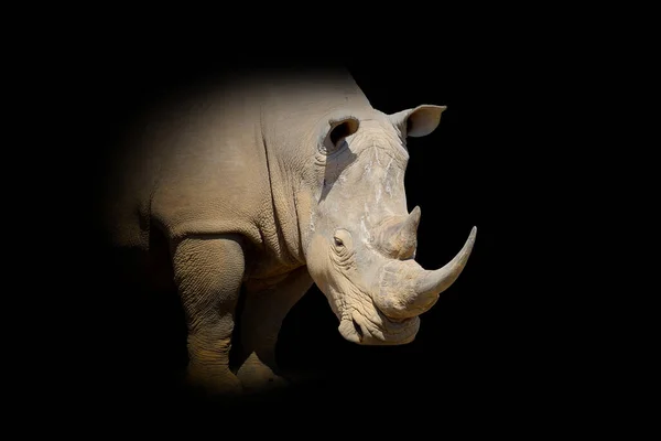 Close up view rhino. Wild animal isolated on a black background