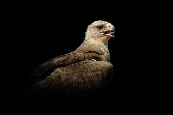 Sluit Het Zicht Adelaar Wild Dier Geïsoleerd Een Zwarte Achtergrond — Stockfoto