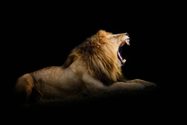 近景狮子 在黑色背景上隔离的野生动物 — 图库照片