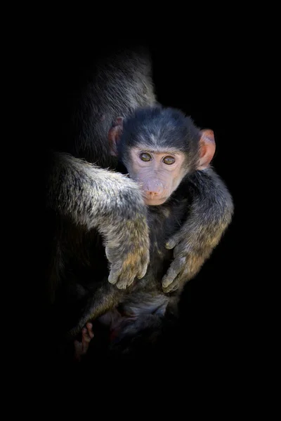 Vista Perto Macaco Animal Selvagem Isolado Fundo Preto — Fotografia de Stock