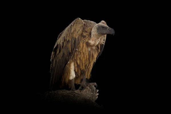 近距离观察格里芬秃鹫 在黑色背景上隔离的野生动物 — 图库照片