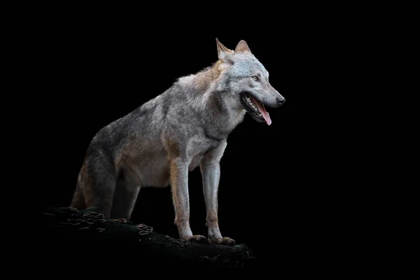 Vista Perto Wolf Animal Selvagem Isolado Fundo Preto — Fotografia de Stock