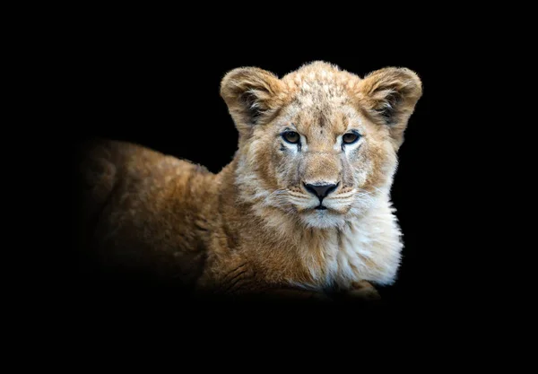 Vista Perto Filhote Leão Animal Selvagem Isolado Fundo Preto — Fotografia de Stock