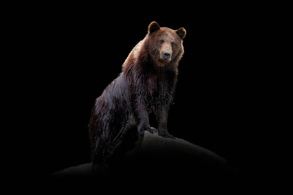 Close up view bear. Wild animal isolated on a black background