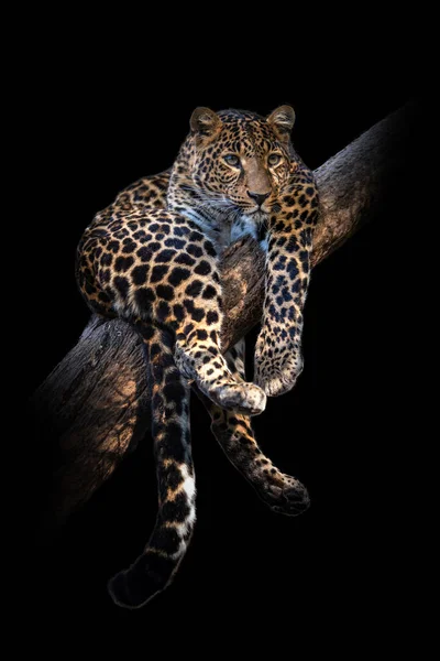 Vista Perto Leopardo Animal Selvagem Isolado Fundo Preto — Fotografia de Stock