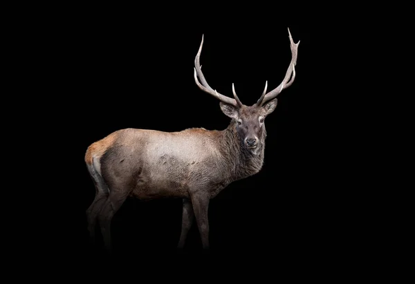 ビューシカを閉じます 黒い背景に隔離された野生動物 — ストック写真