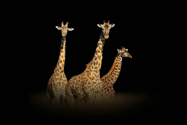 Close up view giraffe. Wild animal isolated on a black background