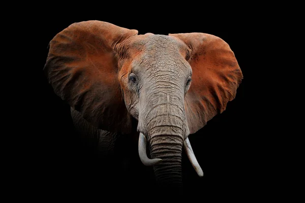 Vista Perto Elefante Animal Selvagem Isolado Fundo Preto — Fotografia de Stock