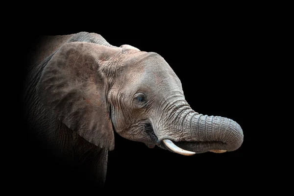 Vue Rapprochée Éléphant Animal Sauvage Isolé Sur Fond Noir — Photo