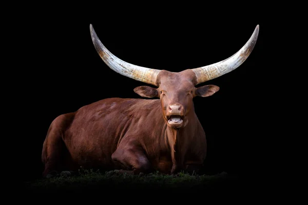 Vista Vicino Ankole Watusi Longhorn Animale Selvatico Isolato Sfondo Nero — Foto Stock