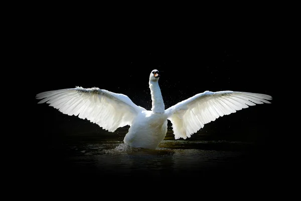 Vista Cerca Cisne Animal Salvaje Aislado Sobre Fondo Negro — Foto de Stock