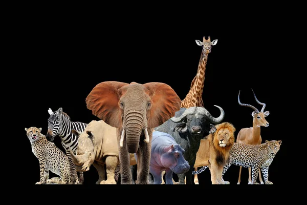 Close up view many african animals. Wild animal isolated on a black background