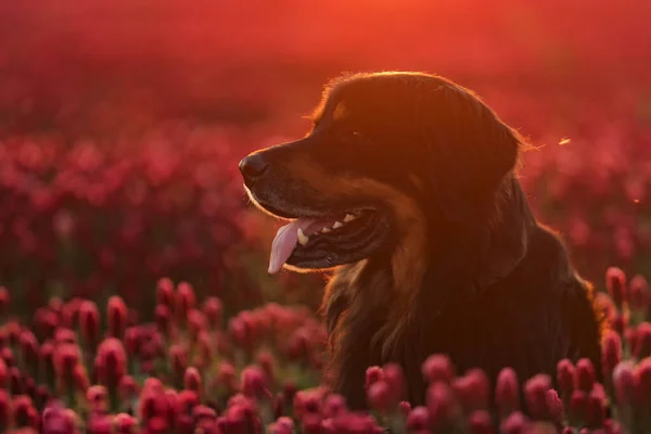 Schwarz Gold Hovie Hund Hovawart Und Sonnenuntergang Kleefeld — Stockfoto