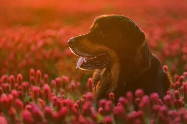 Schwarz Gold Hovie Hund Hovawart Schönes Porträt Mit Hintergrundbeleuchtung Kleefeld — Stockfoto