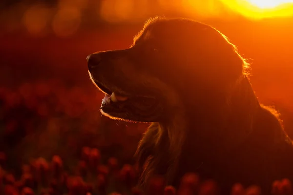 Schwarz Gold Hovie Hund Hovawart Schein Der Untergehenden Sonne — Stockfoto