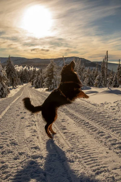 Czarny Złoty Hovie Pies Hovawart Skacze Śnieżną Kulę Mocnym Podświetleniu — Zdjęcie stockowe