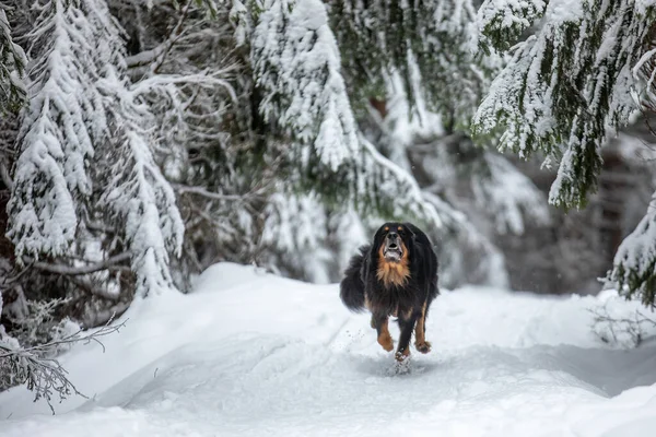 Preto Ouro Hovie Cão Hovawart Está Uma Floresta Muito Nevada — Fotografia de Stock