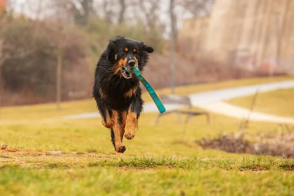 Svart Och Guld Hovie Hund Hovawart Bär Bollen Leksak Tillbaka — Stockfoto