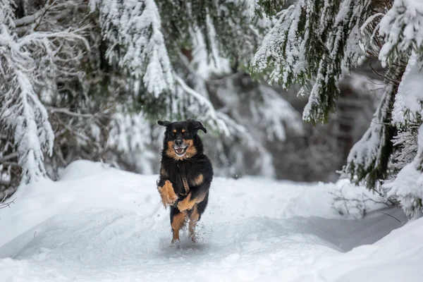 Svart Och Guld Hovie Hund Hovawart Löper Genom Skog Där — Stockfoto