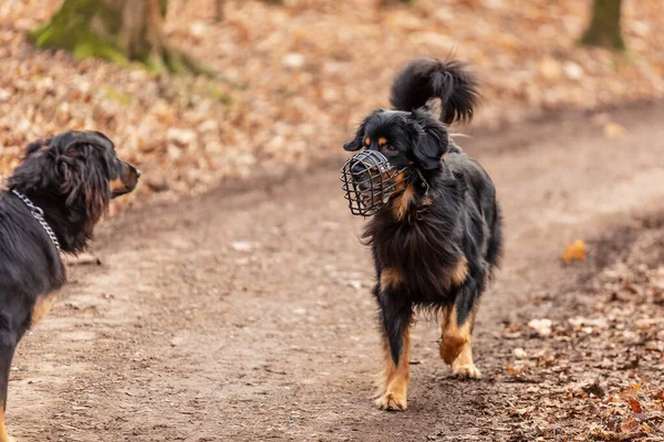 Svart Och Guld Hovie Hund Hovawarts Träffade Och Har Mynningsskydd — Stockfoto