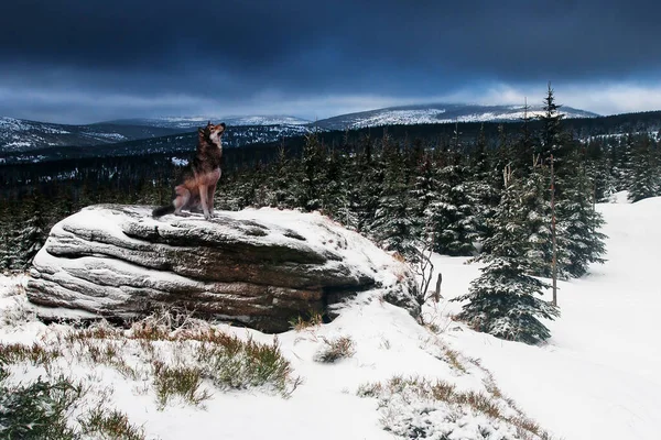 Der Wolf Sitzt Auf Einem Felsen Und Einer Verschneiten Landschaft — Stockfoto