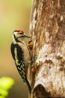 Büyük benekli ağaçkakan Dendrocopos büyük gagasını bir ağaca gagalıyor.