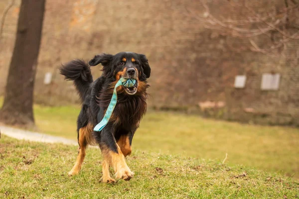 Svart Och Guld Hovie Hund Hovawart Parken — Stockfoto