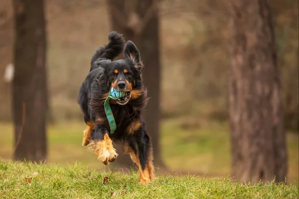 Svart Och Guld Hovie Hund Hovawart Kör Med Boll — Stockfoto