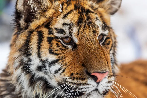 Tigre Siberiano Panthera Tigris Tigris Retrato Perto — Fotografia de Stock