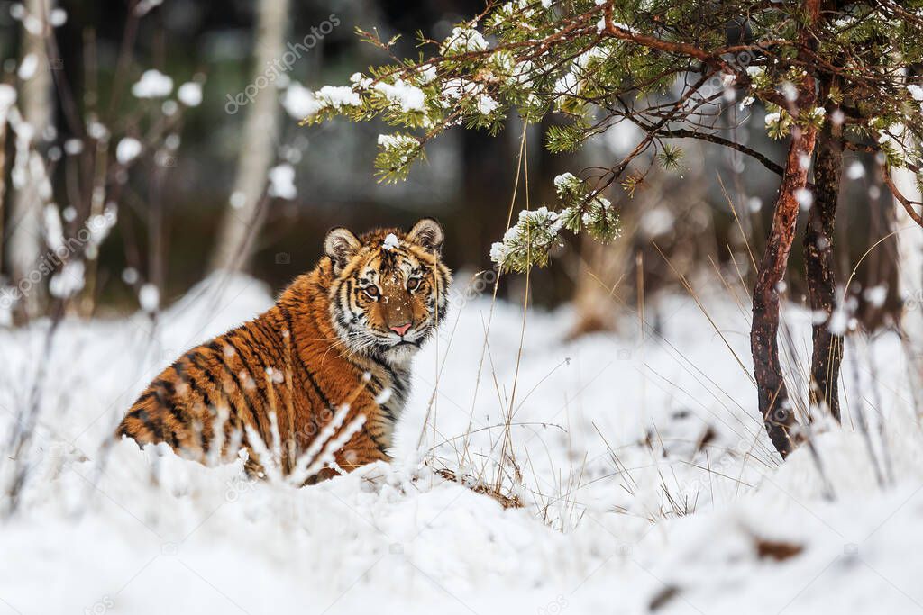 Siberian tiger (Panthera tigris tigris) portrait in winter landscape