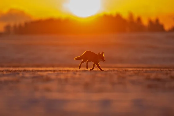 Zorro Rojo Vulpes Vulpes Corriendo Temprano Mañana Través Campo Nieve —  Fotos de Stock