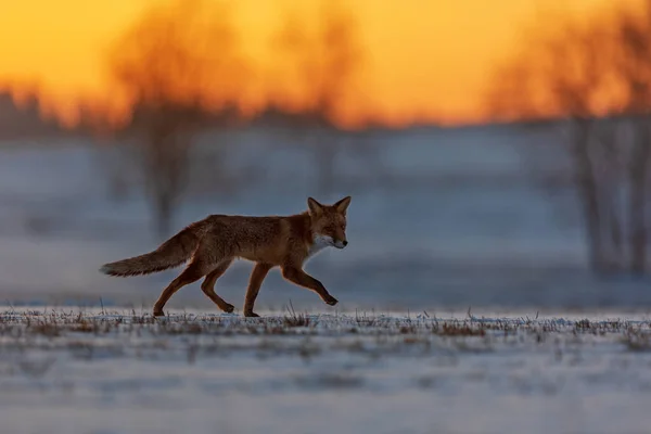 Zorro Rojo Vulpes Vulpes Corriendo Temprano Mañana Través Campo Nieve — Foto de Stock