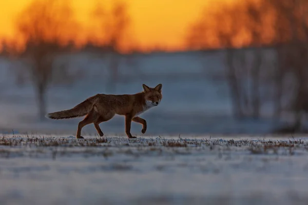 Rode Vos Vulpes Vulpes Loopt Morgens Vroeg Een Besneeuwd Veld — Stockfoto