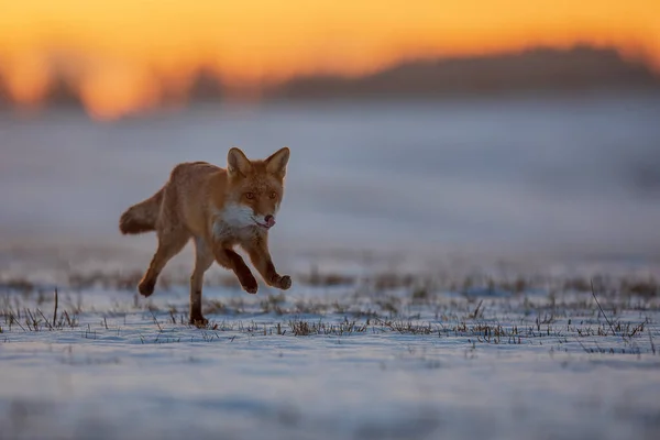 Volpe Rossa Vulpes Vulpes Che Corre Attraverso Paesaggio Innevato All — Foto Stock