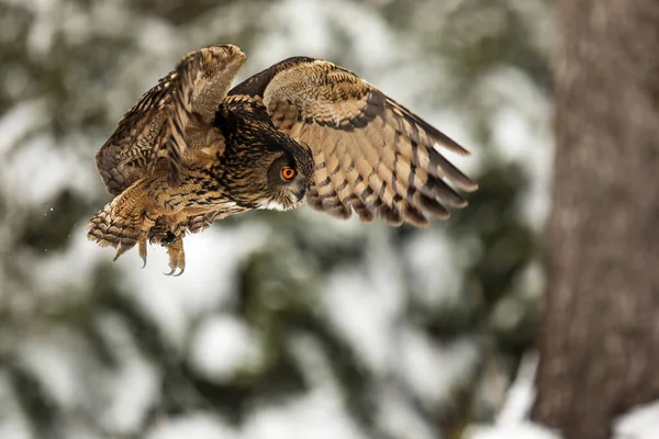 Eurasian Eagle Owl Bubo Bubo Attacks Prey Snow — Stock Photo, Image