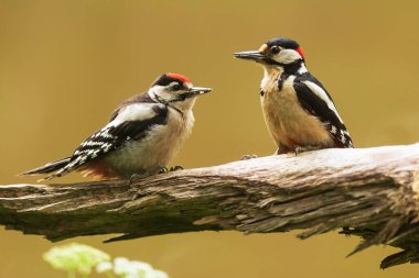 Büyük benekli ağaçkakan Dendrocopos büyük güzel portreler.