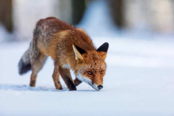 Raposa Vermelha Vulpes Vulpes Come Presa Morta Floresta Nevada — Fotografia de Stock