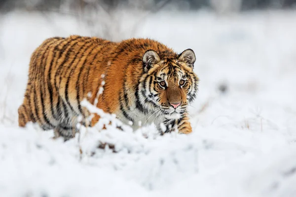 Siberische Tijger Panthera Tigris Tigris Loopt Door Besneeuwde Taiga — Stockfoto