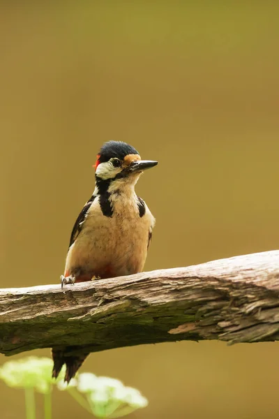 Grande Picchio Maculato Dendrocopos Ritratto Maggiore Vicino — Foto Stock