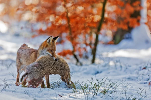 Raposa Vermelha Vulpes Vulpes Pegou Uma Lebre Neve — Fotografia de Stock