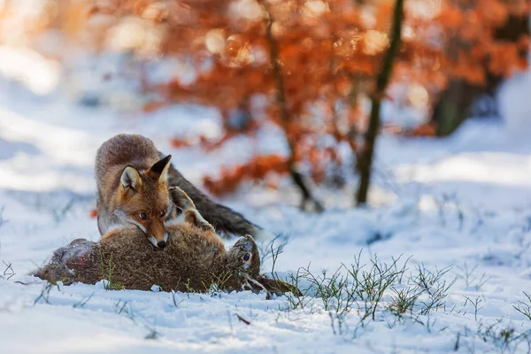 Rotfuchs Vulpes Vulpes Fing Einen Hasen Schnee — Stockfoto