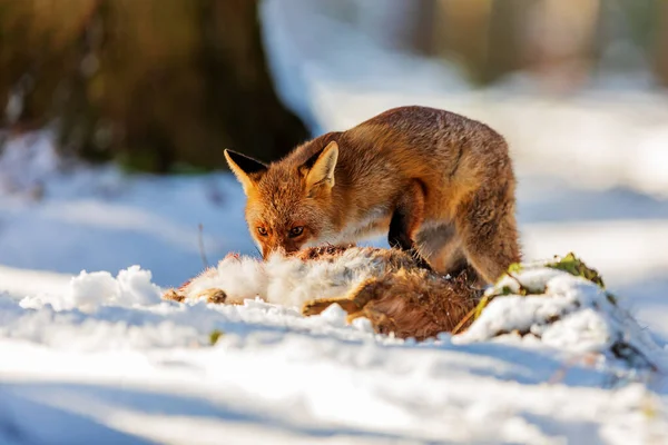 Volpe Rossa Vulpes Vulpes Annusa Sua Preda Paesaggio Innevato — Foto Stock