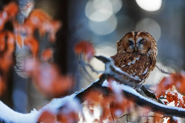 Tawny Sowa Strix Aluco Vista Wśród Liści Buku Siedzi Sowa — Zdjęcie stockowe