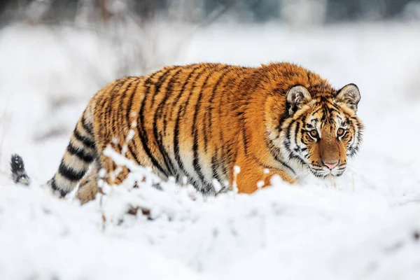 Siberian Tiger Panthera Tigris Tigris Looking Prey Snowy Swamps Taiga — Stock Photo, Image