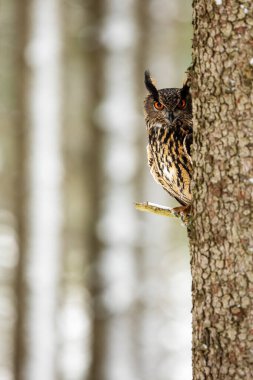 Avrasya kartal baykuşu (Bubo bubo) bir ağaç gövdesinin arkasında saklanıyor