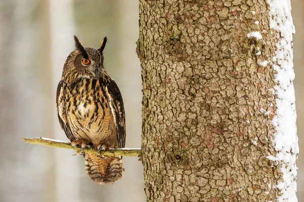 Euraziatische Adelaar Bubo Bubo Portret Van Dichtbij — Stockfoto