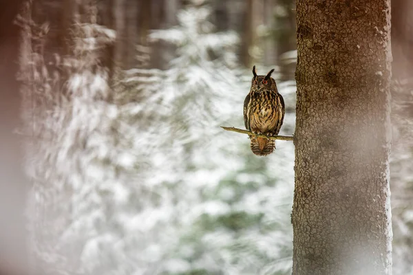 Chouette Aigle Eurasie Bubo Bubo Assise Seule Sur Grand Arbre — Photo