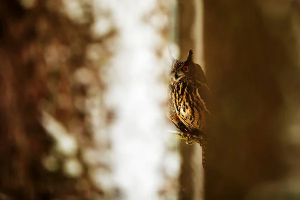 Eurázsiai Sas Bagoly Bubo Bubo Látható Vista Között Fák Ahogy — Stock Fotó