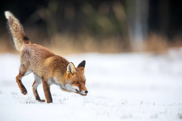 Raposa Vermelha Vulpes Vulpes Close Sniffing Neve Uma Paisagem Selvagem — Fotografia de Stock